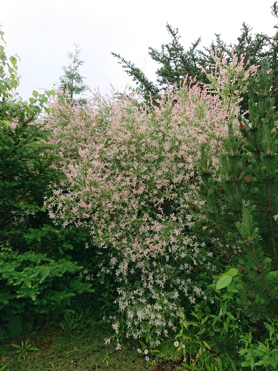 detached 鶴居南４丁目