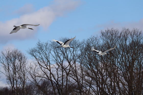 detached 鶴居南４丁目