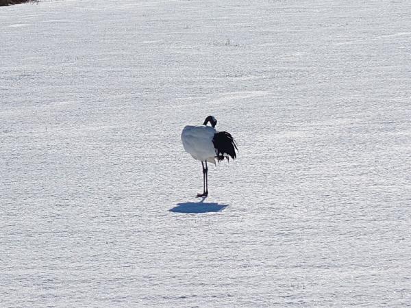 detached 鶴居西7丁目58番8