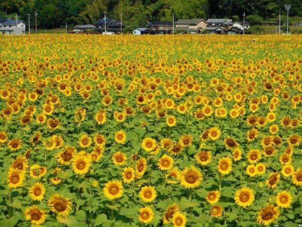 detached 兵庫県佐用町