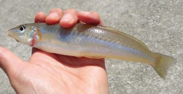 detached 下乙女地区（下乙女）