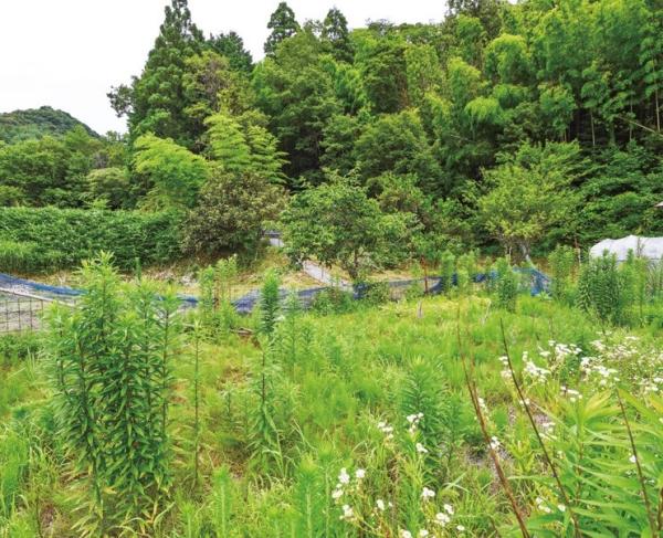 detached 三原地区（田窪）