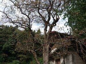 detached 北上市口内町上野田37番