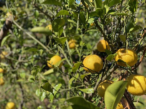 detached 中尾1丁目