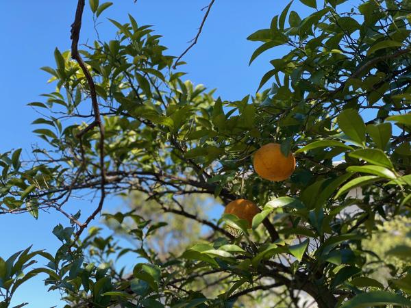 detached 中尾1丁目