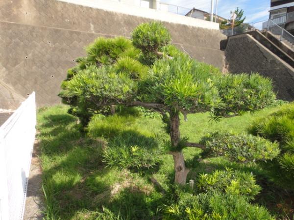  黒髪町