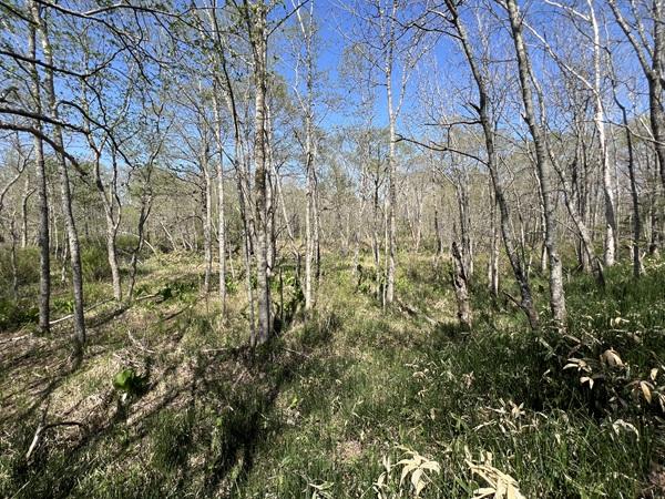 北海道川上郡弟子屈町札友内