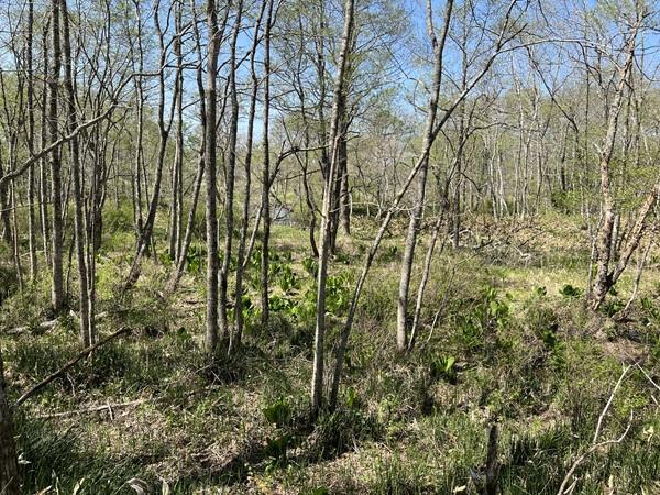 北海道川上郡弟子屈町札友内