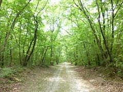  栃木県那須塩原市遅野沢