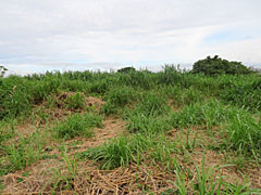  沖縄県国頭郡本部町瀬底