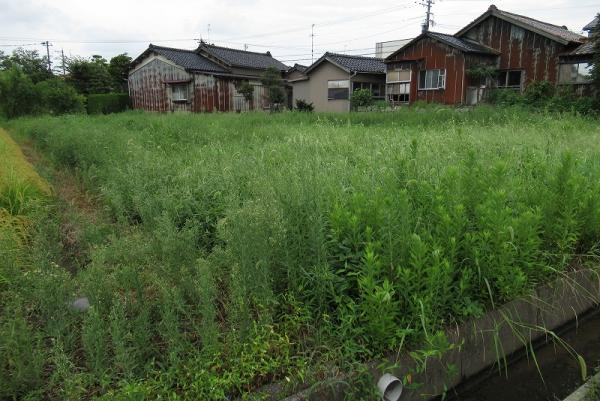  吉竹町わ４６番